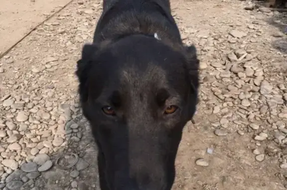 Найдена собака в Ястынском районе Красноярска