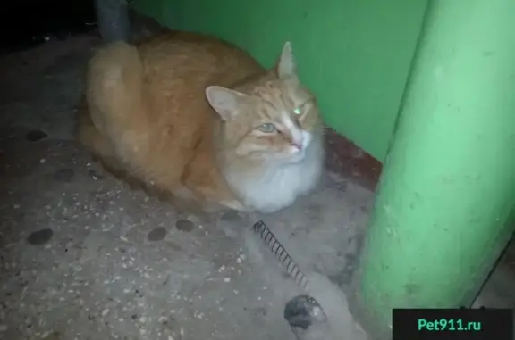Найден крупный кот в Сормовском р-не