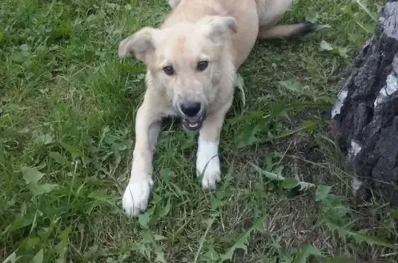 Найдена собака в Орехово-Зуевском районе, деревня Иванцево