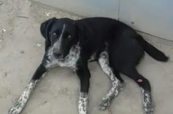Найдена собака на ул. Штеменко 56Б, Волгоград