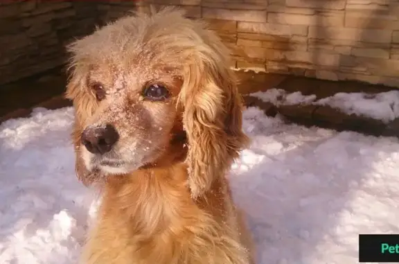 Пропала собака на улице Буденного, Краснодар