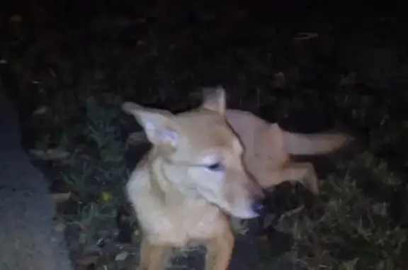 Собака найдена у детского сада 85 на Камышовой улице, СПб