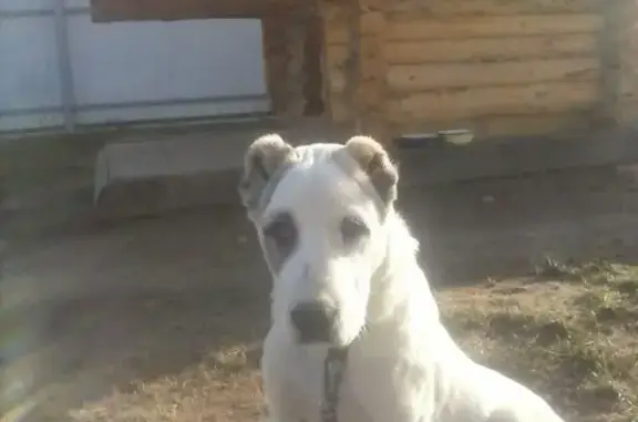 Пропала собака в Борском районе, помогите найти!
