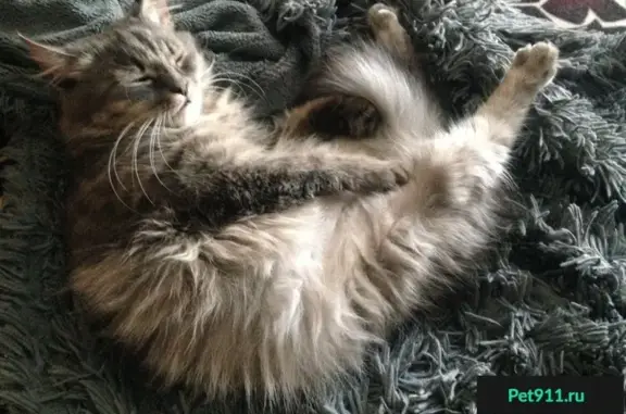 Пропала кошка Боня в Великом Новгороде