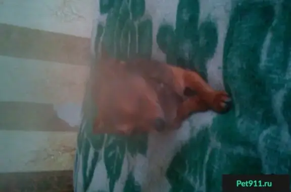 Собака породы чихуа найдена в Яблоневом саду, Фрунзенский район, СПб.