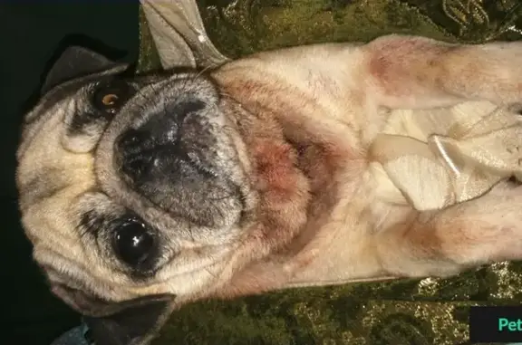 Найдена собака Мопс в Одинцовском районе