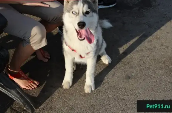Пропала собака Алтай на Заводской улице