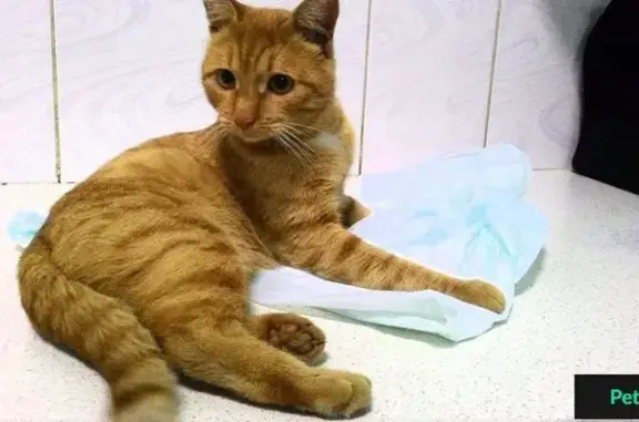 Найден рыжий котик с травмой лапы на улице Углова