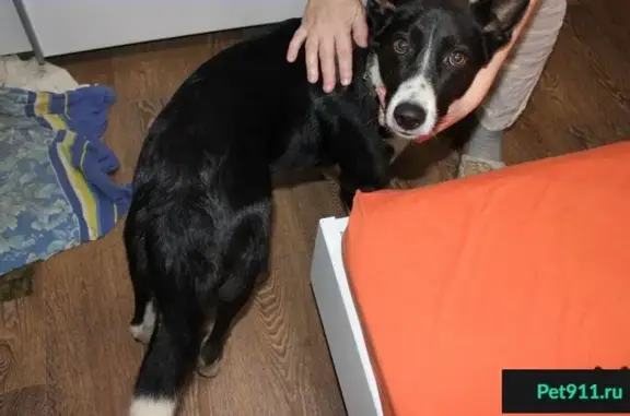 Найден пёс в Новознаменском с белыми лапками и ошейником