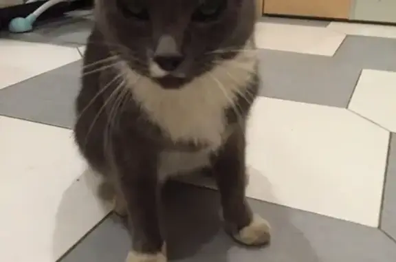 Найдена домашняя кошка в Люберцах, окрас серый с белыми лапами и шеей