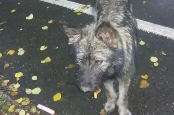 Потеряшка собака в сквере Олега Новоселова