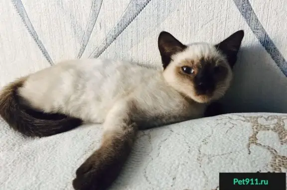 Найдена сиамская кошка на 2-й Краснодарской