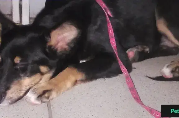 Собака найдена в Челябинске