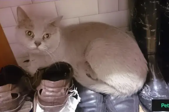 Найдена кошка с особыми приметами в Подольске