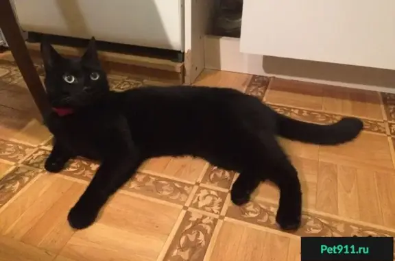 Найдена черная кошка на Фестивальной улице в Москве