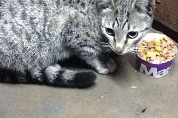 Найден молодой котик с ошейником в Москве