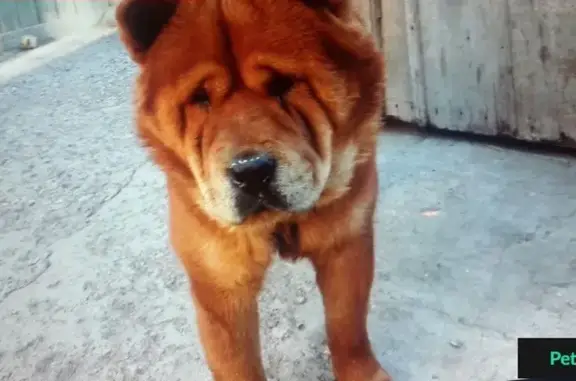 Пропала собака в Промышленном районе Оренбурга