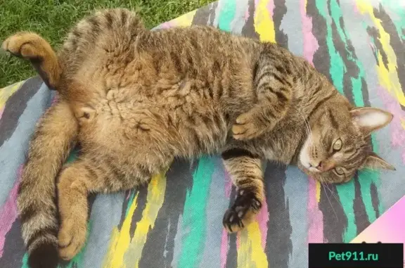 Найден кот в Рузе, МО (июль 2016)