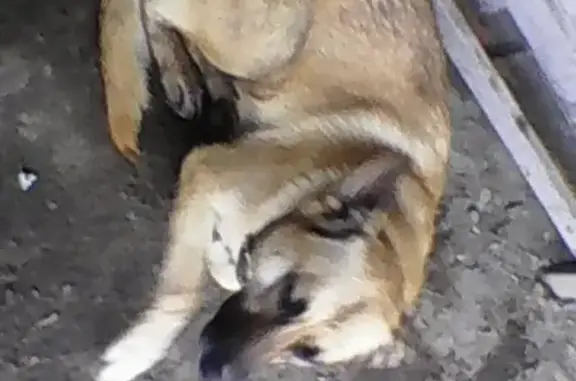 Найдена собака в Дербышках на остановке Строительное училище
