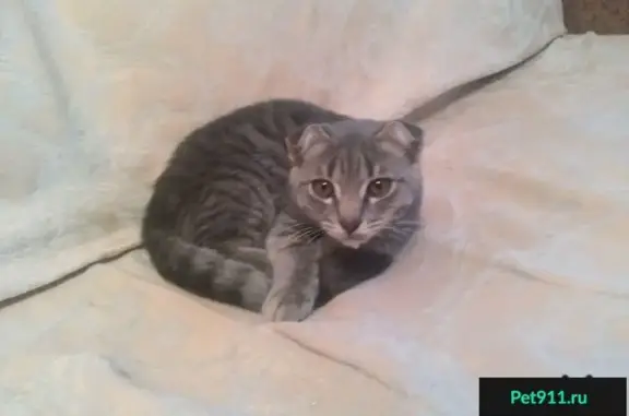 Найдена кошка, Ростов-на-Дону, фото: Найдена кошка в Ростове: ищем новых хозяев