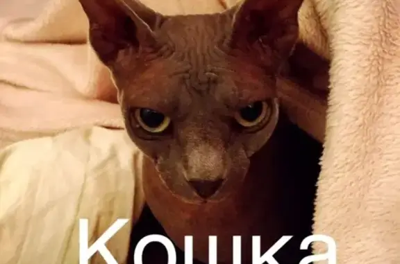 Кошки потеряшки, деревня Щиглицы, фото: Потеряшка кошка в д. Щиглицы, нуждается в лечении.