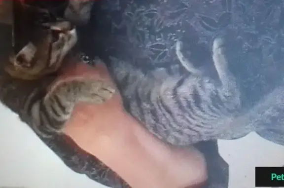 Потерянные животные Ханты-Мансийск, фото: Пропала кошка на улице Еловая (СУ-967)