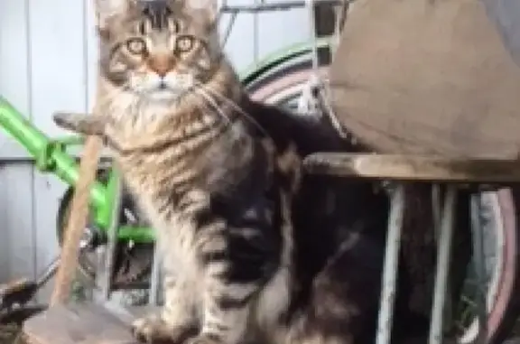 Пропал кот Бонд в СНТ Сосновый Бор, Коломенский район. Нашедшему - 50 тыс. рублей