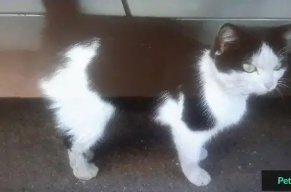 Найдена кошка с ошейником в Люберцах