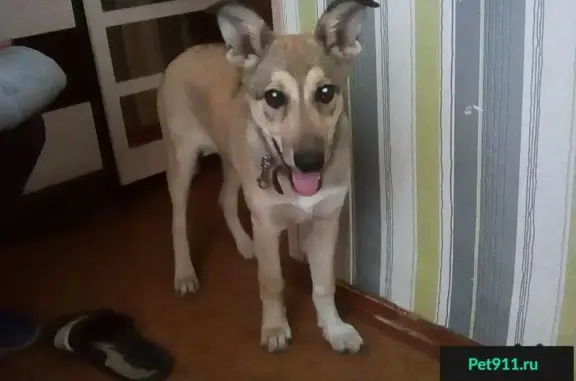 Найдена собака в Ульяновске, ищем хозяев