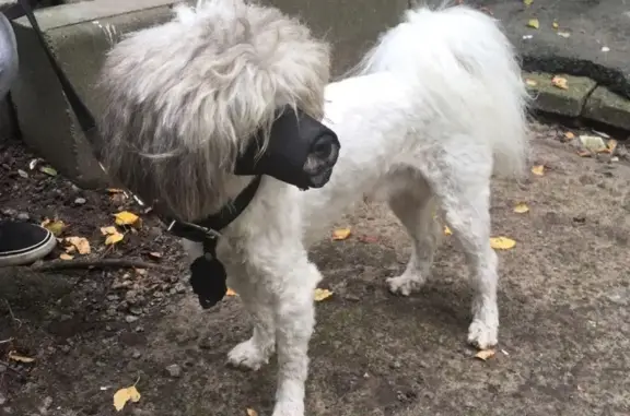 Собака найдена на улице Карпинского в Санкт-Петербурге