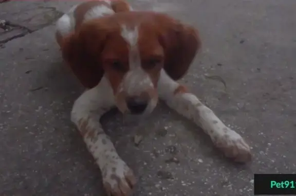 Пропала собака Эпаньоль бретон в Симферополе, на ул. Куйбышева - Кечкеметская.
