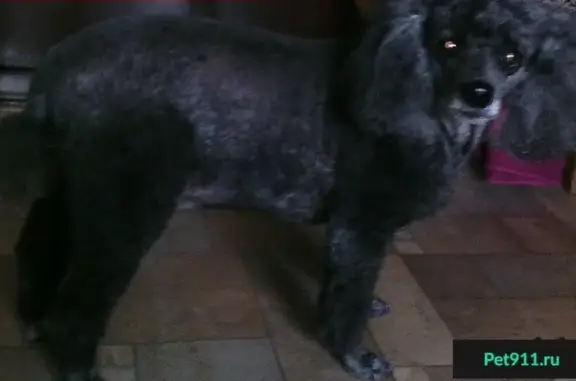 Пропала собака в районе ул. Павлова и Гагарина, вознаграждение.