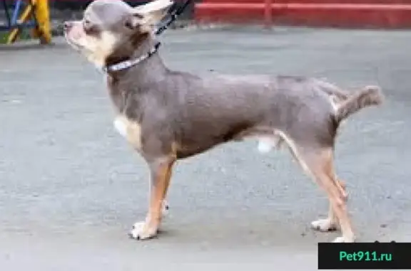 Пропала собака в Фрунзенском районе СПб!