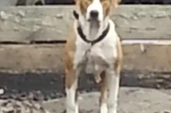 Собаки потеряшки, деревня Ермолаево, фото: Потеряшка пёс на правом берегу Енисея, Ермолаево