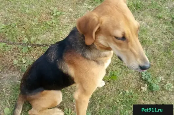 Собака найдена в лесу под д. Машковичи, Перемышльский район