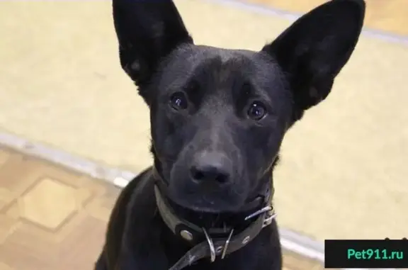 Найдена умная собака в Конаково
