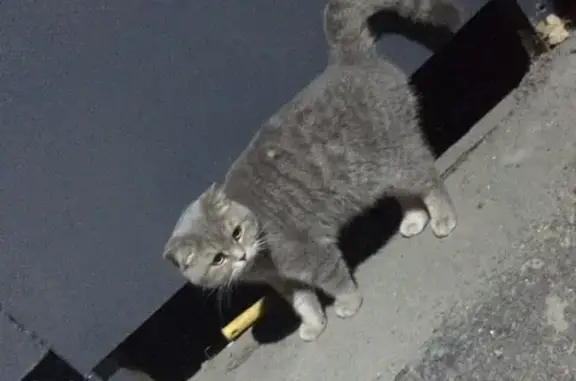 Найдена кошка на Новгородской улице в Томске