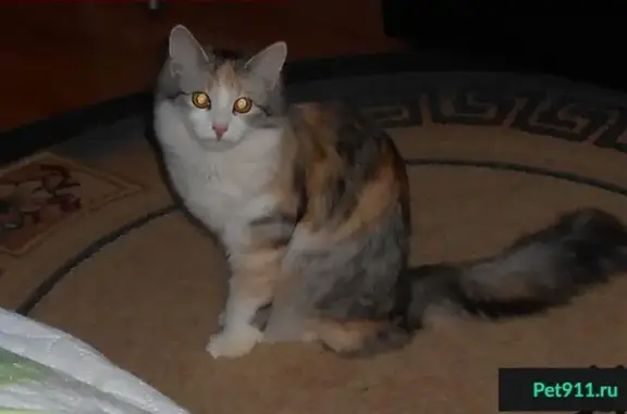Пропала кошка Несси в Перми