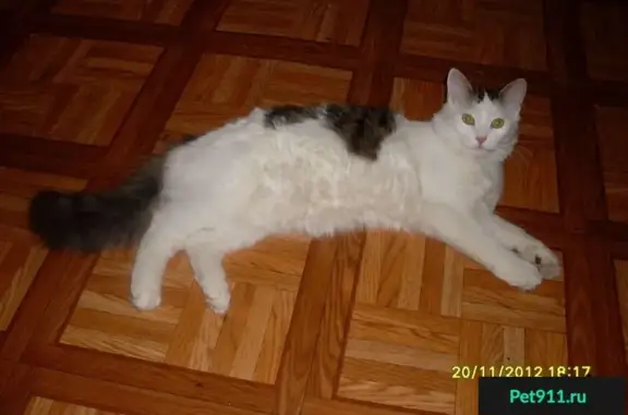 Пропал кот в Богородском районе Москвы