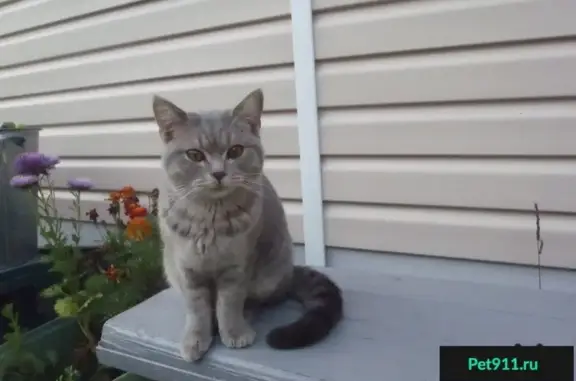 Серый кот ищет дом в Томске
