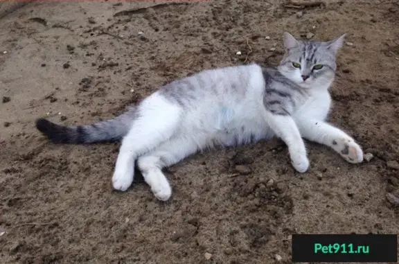Пропала кошка в Волгограде на Санаторном, Горной Поляне