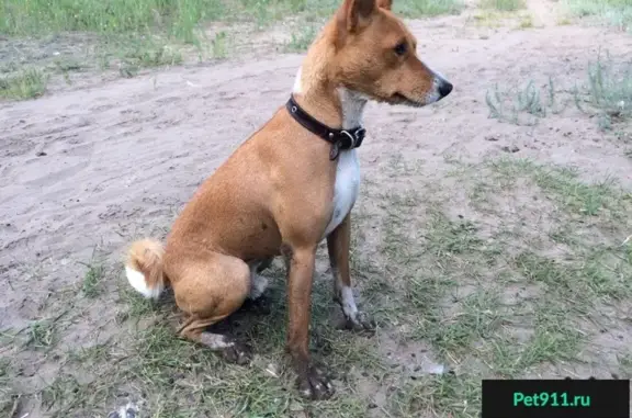 Пропала собака в Тольятти, помогите найти!