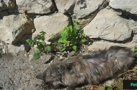 Найдена кошка, Архангельское, фото: Найдена кошка в селе Архангельском, ошейник, плачевное состояние