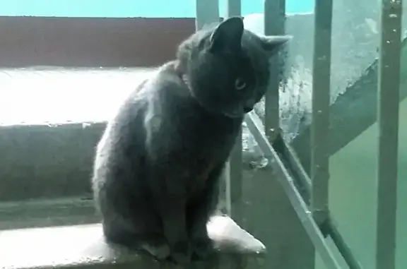 Найдена кошка Москва, Беляево, на Профсоюзной