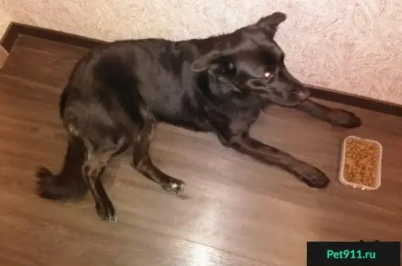 Найдена собака в Лен. обл. на остановке у озера Дружинное