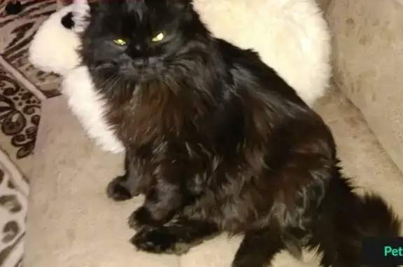 Кошки потеряшки, Чепчуги, фото: Потеряшка кошка в Высокогорском районе, село Чепчуги.