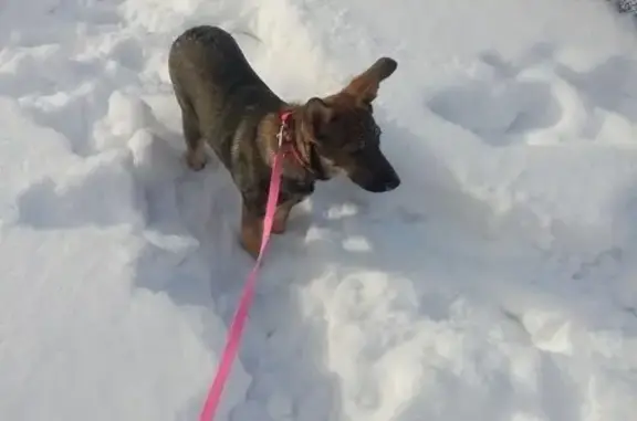 Пропала собака Лика в районе озера Медвежье (Новосибирск)