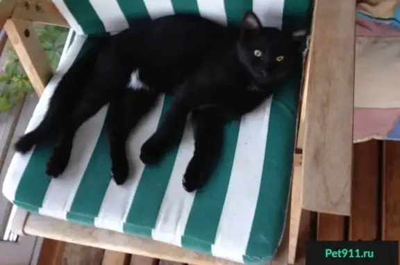 Пропал черный котик в Сафонтьево, Истринский район