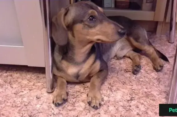 Найдена собака в Домодедово, порода такса.