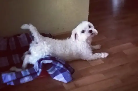 Найдена белая собака в Казани, садовое товарищество Фотон